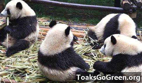 De melk van menselijke vriendelijkheid: zorgen voor baby-panda's