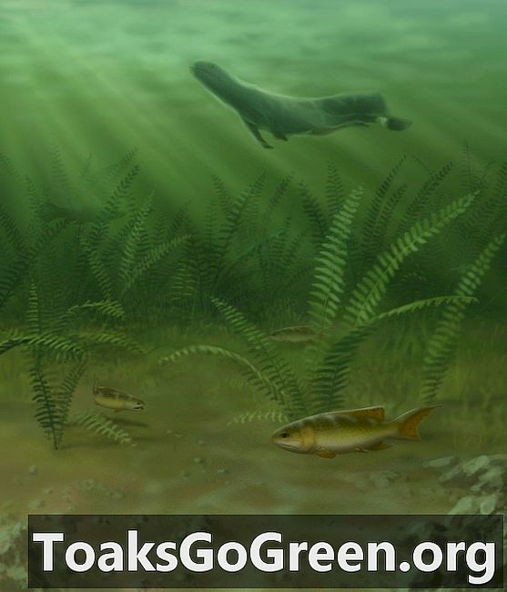 Acompanhando o rápido crescimento evolutivo dos peixes com barbatanas de raios