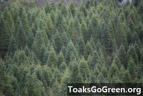 Dlaczego większość wiecznie zielonych drzew ma kształt piramidy?